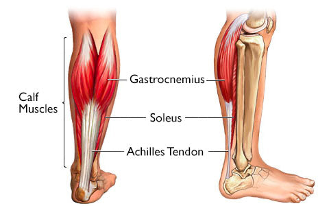 CalfPRO® calf stretcher is a portable and collapsible Calf stretcher that locks your heel in place to deeply stretch your Calf. Plantar fasciitis stretcher. Shin Splints Stretcher. Foot and Ankle mobility stretcher. Helps relieve plantar fasciitis and achilles tendonitis and heel pain. Leveraged Calf Stretcher. CalfPRO is World's deepest Calf Stretch.